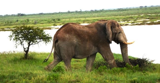 Un elefante in Gabon