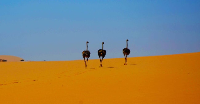 Gli struzzi nel Namib Desert