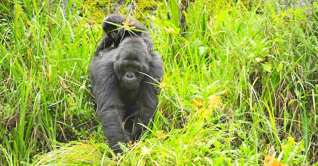 Un madre gorilla col cucciolo (credit Mauro Querci)