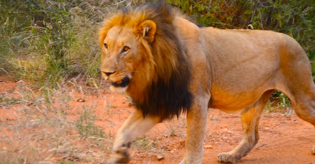 Incontro ravvicinato con un leone alla Riserva Makalali