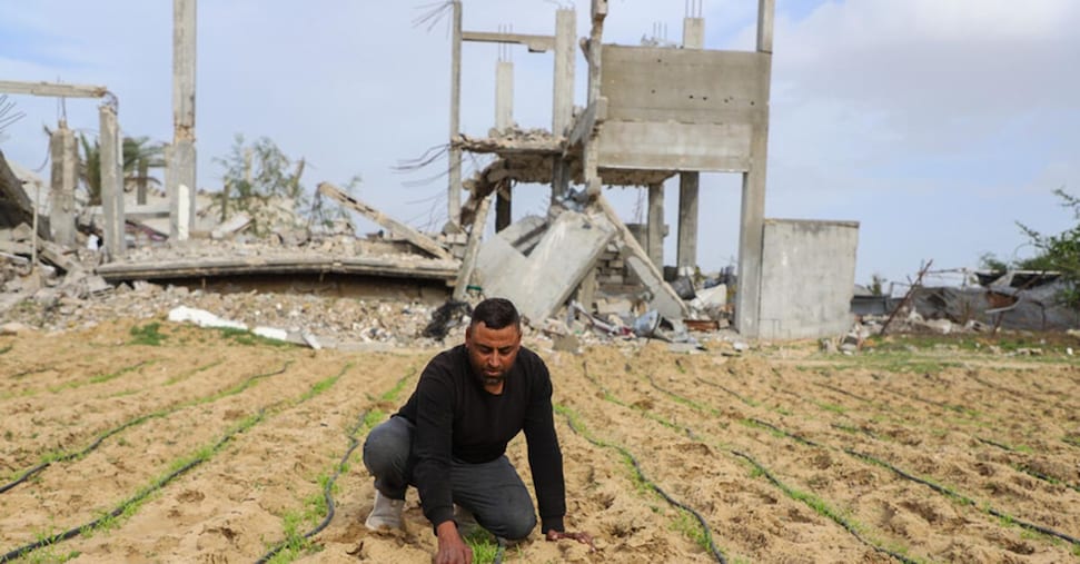Crisi agroalimentare a Gaza: il 97% delle terre coltivabili inaccessibili dopo il cessate il fuoco