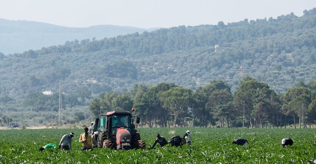 01/07/2018 Puglia, lavoratori extracomunitari impiegati nell'agricoltura nella piana di Calenelle di Vico del Gargano : caporalato Mirco Toniolo/Errebi / AGF