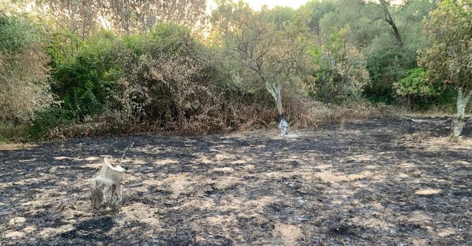 Furti, incendi, tagli di ulivi secolari: le intimidazioni non fermano Patrizia Rodi Morabito, imprenditrice agricola a Rosarno
