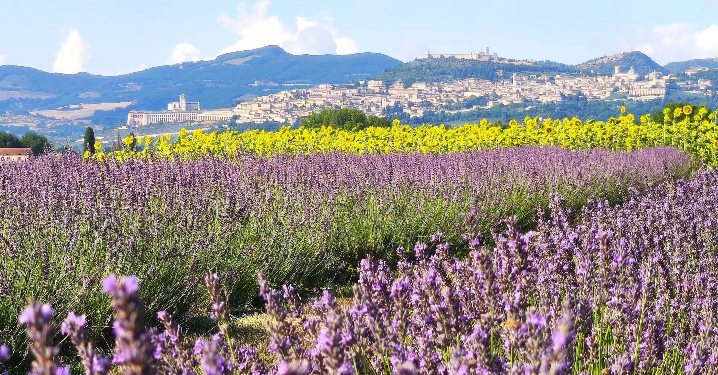 https://i2.res.24o.it/images2010/S24/Documenti/2026/08/25/Immagini/Ritagli/lavandeto%20assisi-U13726536364RDg-1440x752@IlSole24Ore-Web.jpg