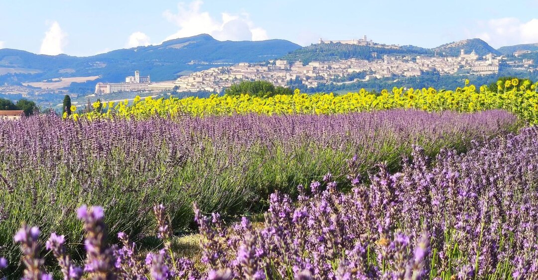 The scent of Italy: the success of the nursery and flower sector