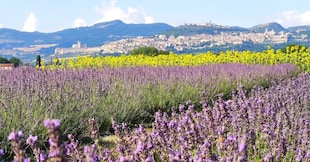 Assisi vista dai campi del Lavandeto aperto nel 2004