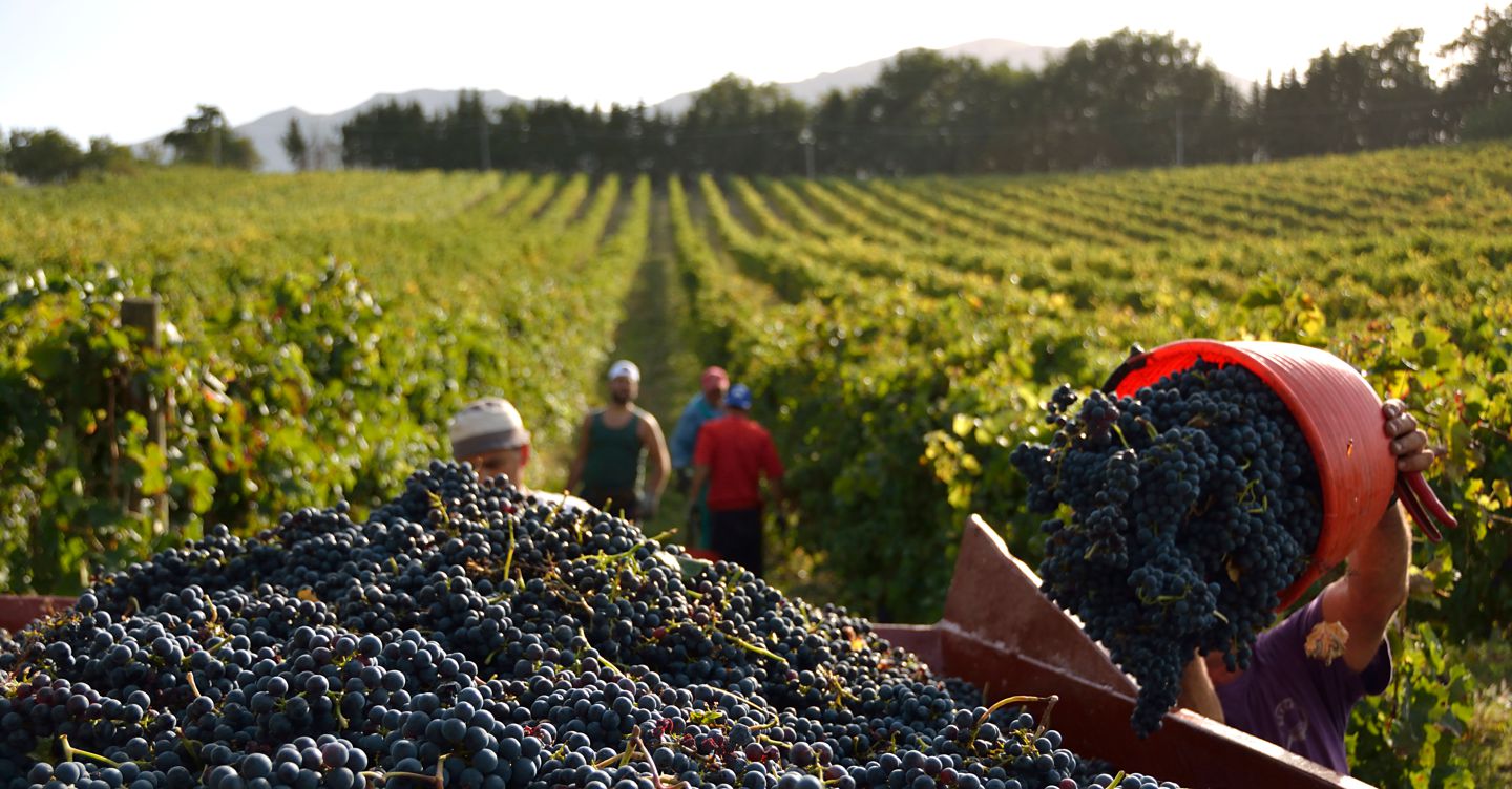 Il paradosso della vendemmia: la siccità taglia i raccolti ma non abbastanza