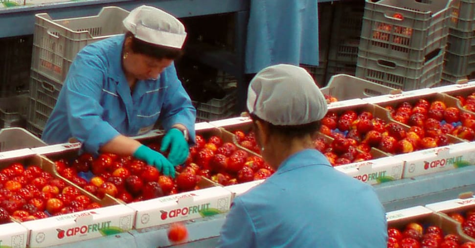 Apofruit, così il cambiamento climatico mette a rischio i buoni risultati del 2025 Apofruit, così il cambiamento climatico mette a rischio i buoni risultati del 2025