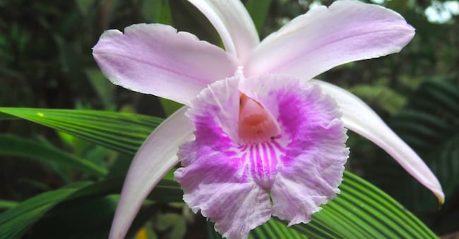 Orchidee nella zona di Napo