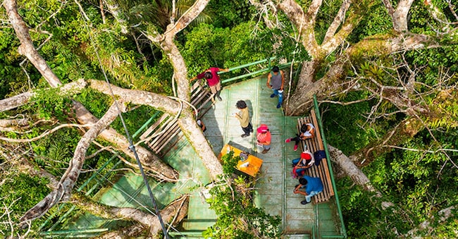 Una piattaforma di osservazione degli alberi e degli uccelli nel Parco Nazionale di Yasuni