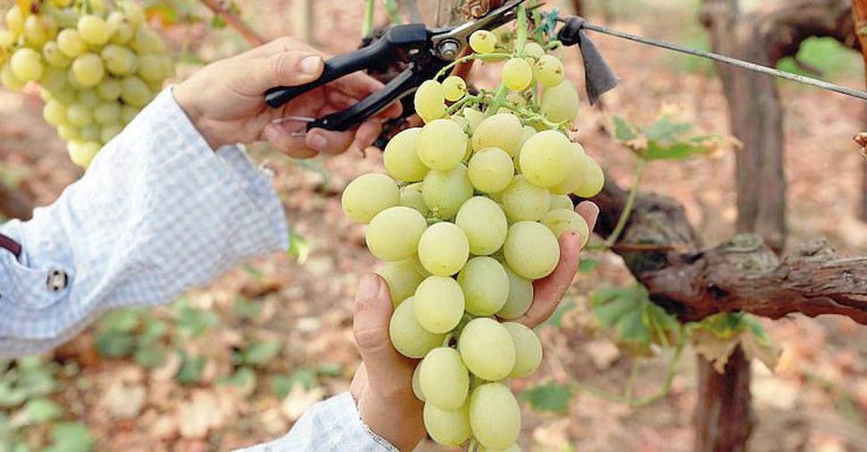 Vino: 1,45 miliardi di ricavi al bivio tra fondi, cessioni e nuovi soci Vino: 1,45 miliardi di ricavi al bivio tra fondi, cessioni e nuovi soci