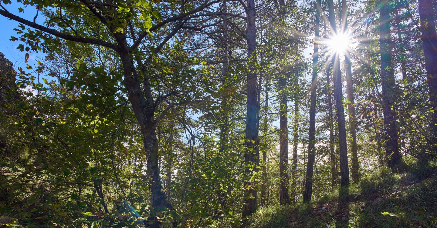 Pronto soccorso alberi, Prato riesce a salvare gli alberi grazie ai satelliti Esa Pronto soccorso alberi, Prato riesce a salvare gli alberi grazie ai satelliti Esa