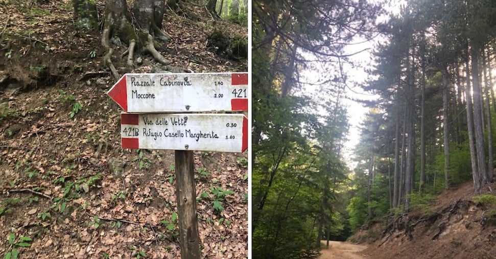 Alberi come sciamani, in Sila tra boschi terapeutici e foreste parlanti