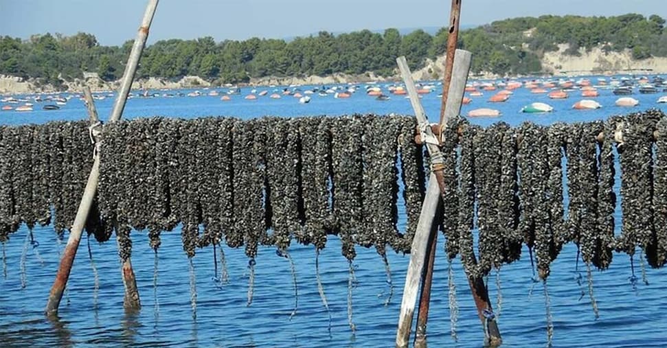 Temperature del mare a livelli «termali»: la produzione di cozze è quasi azzerata nell’Adriatico