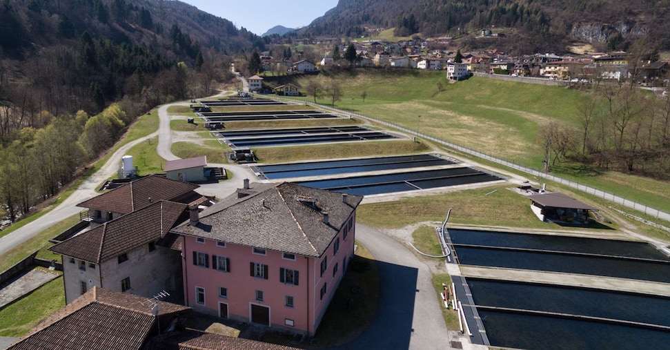 Il caldo colpisce  gli allevamenti di trote e storioni (così anche il pregiato caviale italiano è a rischio)