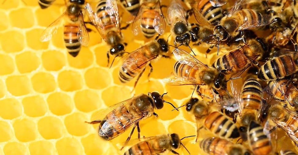 Il clima mette a rischio le api: in Europa in declino il 37% delle specie Il clima mette a rischio le api: in Europa in declino il 37% delle specie