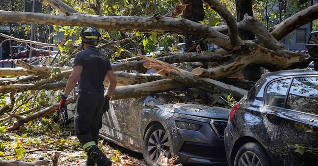 Albero caduto sulle auto in via Morgagni a causa del Maltempo Milano LAPRESSE