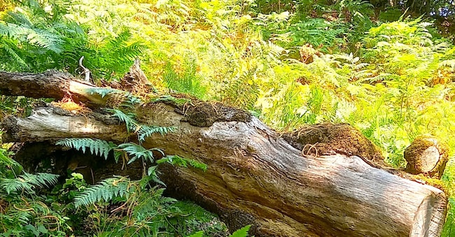 Felci e tronchi nel bosco di Malabotta