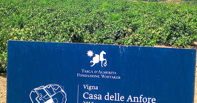 I vigneti da venti anni sull’isola di Mozia