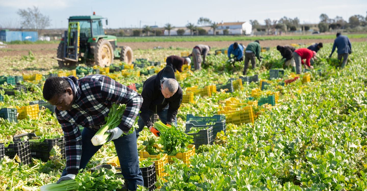 Appalti agricoli, aziende in attesa della banca dati Inps