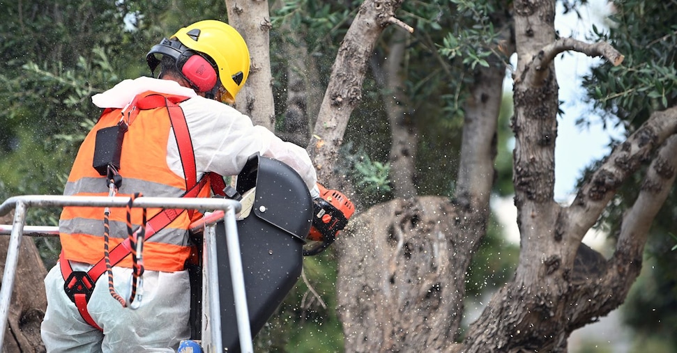 piano d8217azione contro la xylella in calabria isolate sette piante infette nella piana di gioia tauro da Ilsole24ore.com piano d8217azione contro la xylella in calabria isolate sette piante infette nella piana di gioia tauro