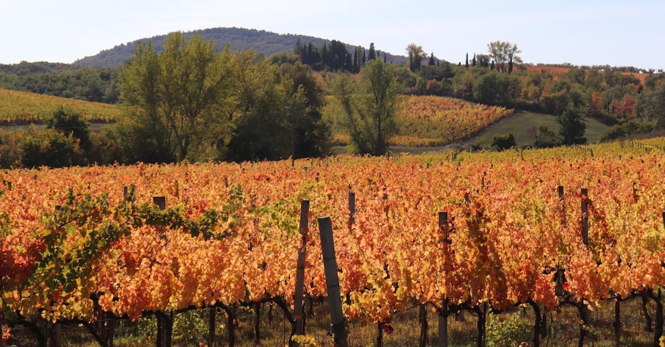 enoturismo l8217umbria scommette sulle nuove rotte del turismo internazionale da Ilsole24ore.com enoturismo l8217umbria scommette sulle nuove rotte del turismo internazionale