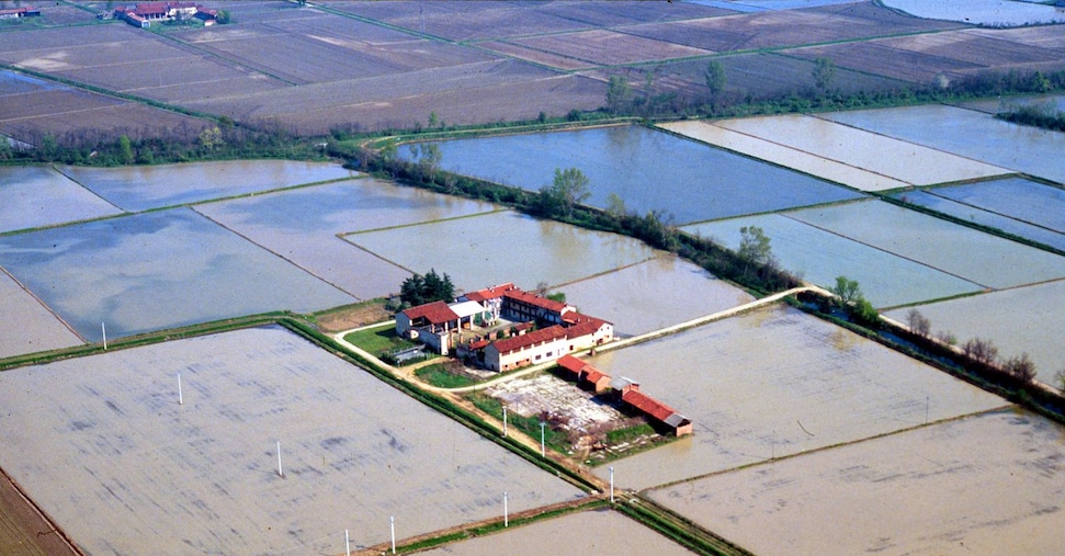 Pavia, maxi-frode nel commercio del riso bio: sequestrati beni per oltre 10 milioni Pavia, maxi-frode nel commercio del riso bio: sequestrati beni per oltre 10 milioni