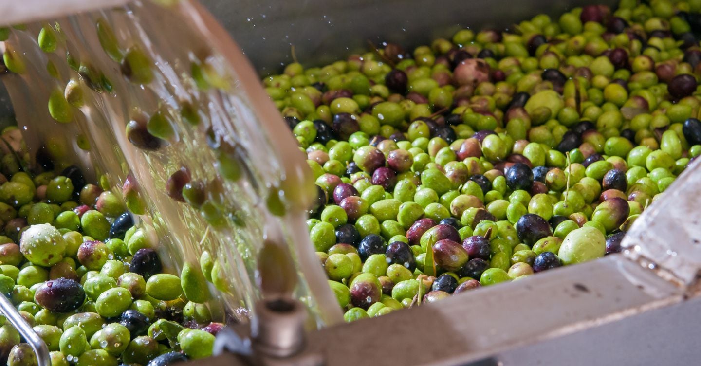 Olio, via alla cambiale olearia da 40 milioni per dare una boccata d’ossigeno ai frantoi in crisi Olio, via alla cambiale olearia da 40 milioni per dare una boccata d’ossigeno ai frantoi in crisi