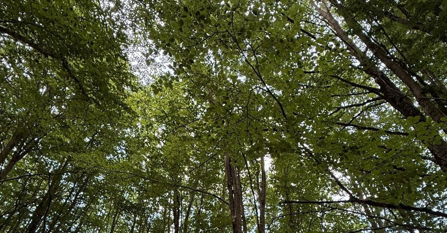 «Silva Lab One”, laboratorio intelligente per gestire il bosco dei Monti Alburni