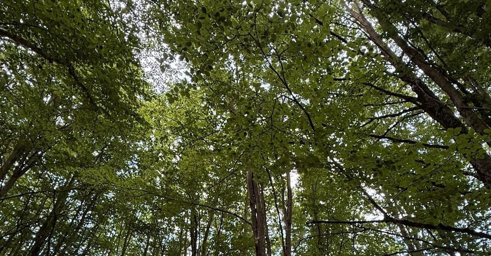 «Silva Lab One”, laboratorio intelligente per gestire il bosco dei Monti Alburni «Silva Lab One”, laboratorio intelligente per gestire il bosco dei Monti Alburni
