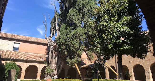 Cipresso di San Francesco_Convento di Santa Croce - Villa Verucchio (RN) 