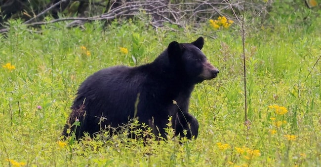 Un orso nero nelle Great Smoky Mountains