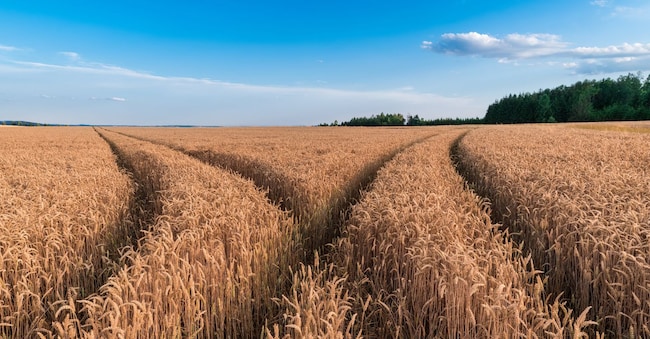 Beautiful ripe cornfield in rural landscape with forest on horizon and blue sky background. Agricultural crop harvest KPixMining - stock.adobe.com