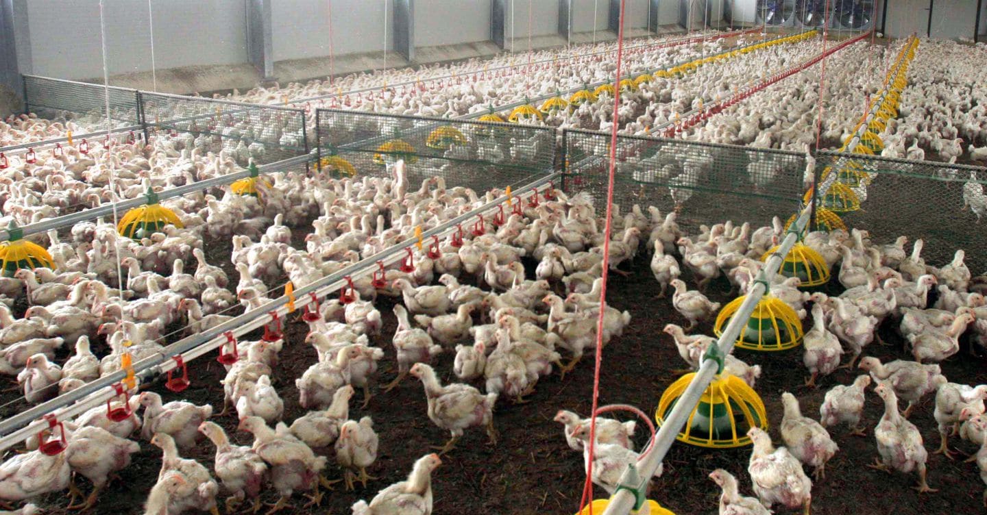 Immagine associata alla notizia: Eurovo, tre nuovi stabilimenti per coprire il boom di consumi