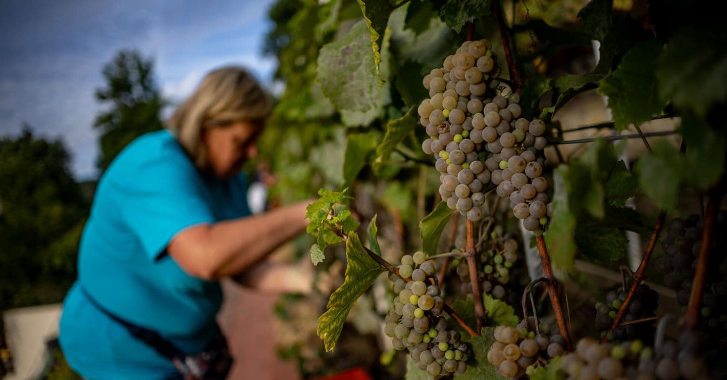 Vendemmia 2026 in calo del 7,2%: ecco perché non è un male per la salute del vino italiano