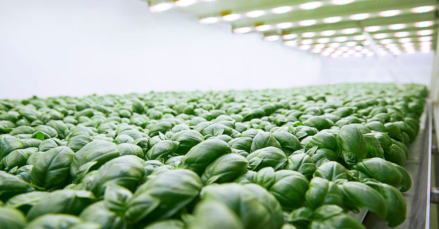 Planet Farms accelera sugli stabilimenti esteri e investe su cotone e caffè Planet Farms accelera sugli stabilimenti esteri e investe su cotone e caffè