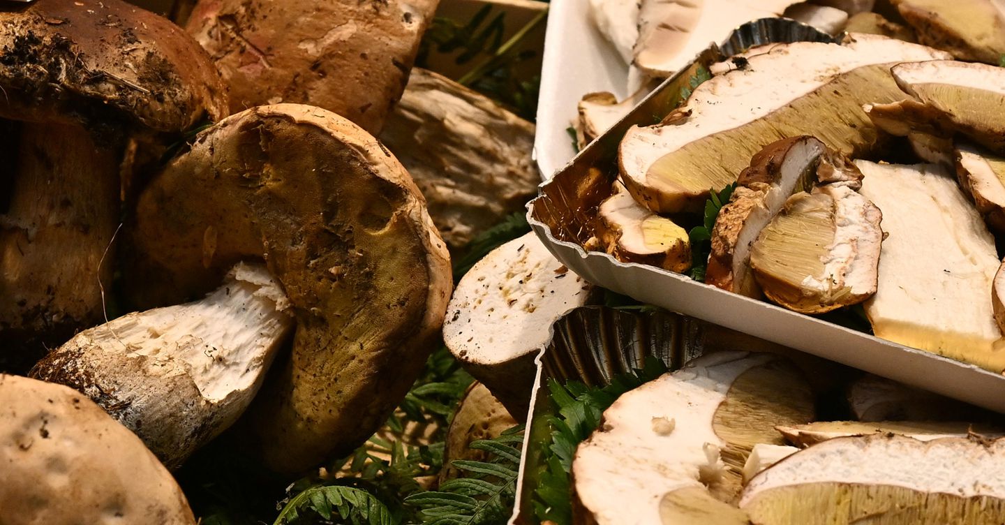 Com’è bello perdersi cercando i funghi