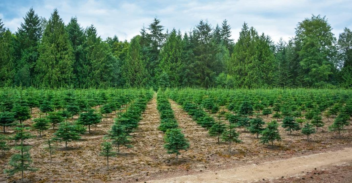 Quasi 3,7 milioni di nuovi alberi piantati in Italia nel 2025 (+17%)