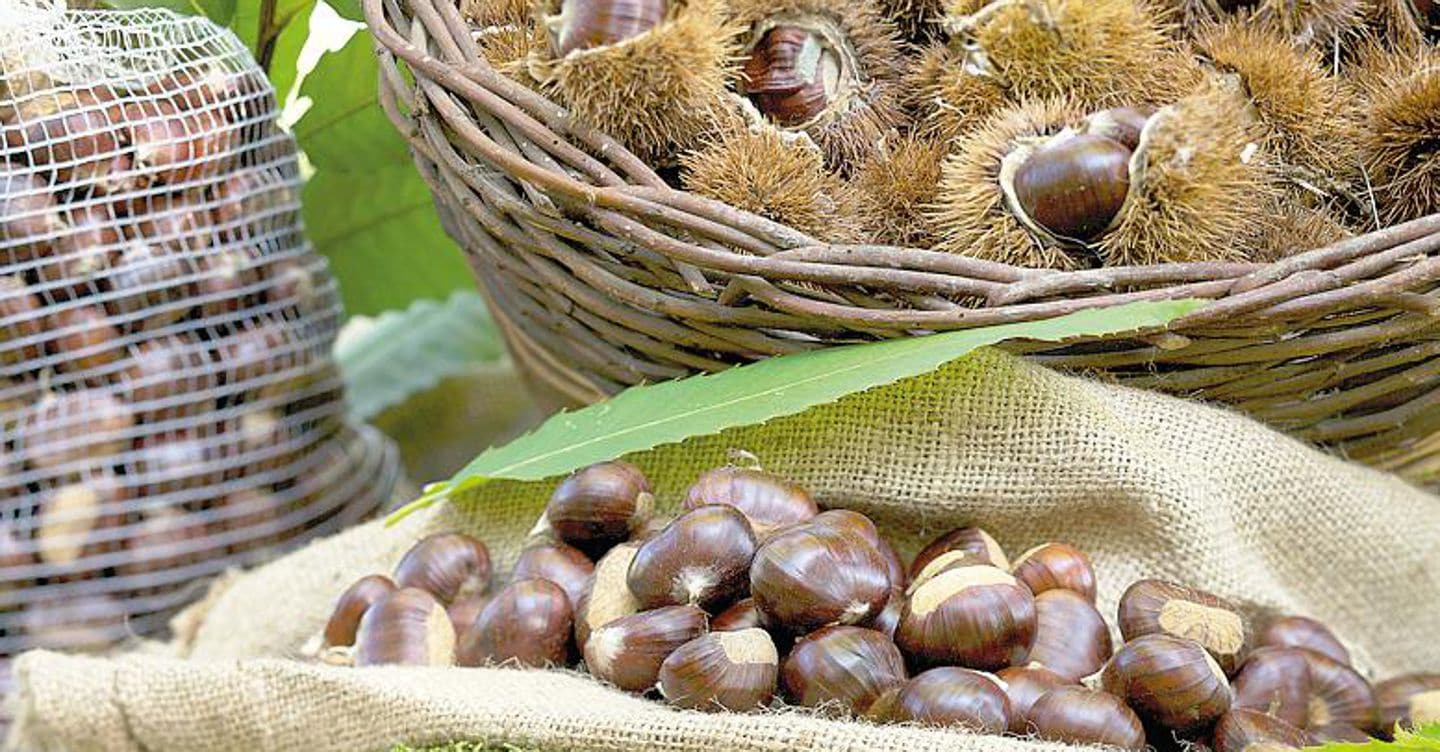 La riscoperta delle castagne: da cibo povero a «superfood»