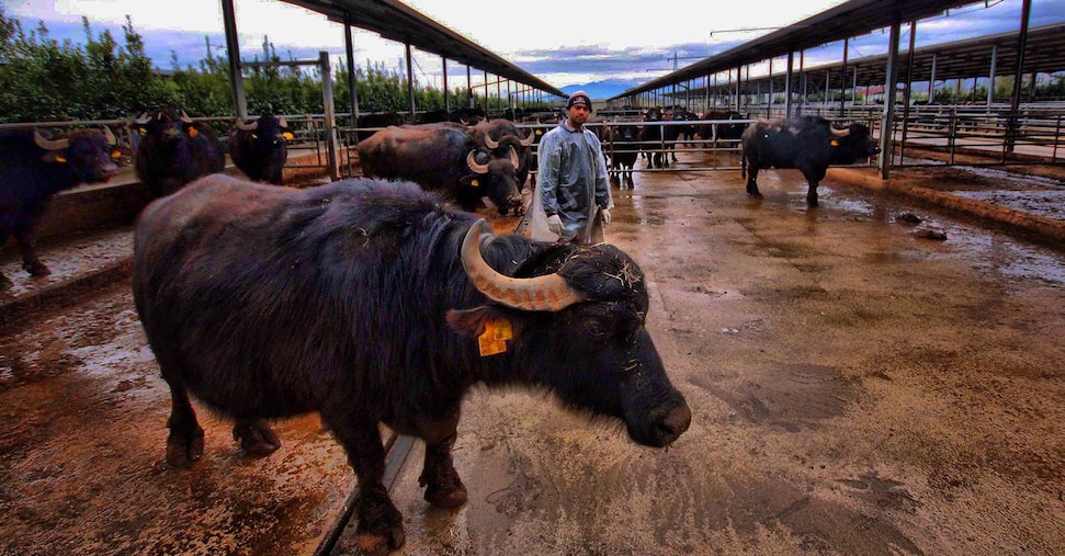 Filiera bufalina, plafond di 30 milioni per le imprese della Piana del Sele