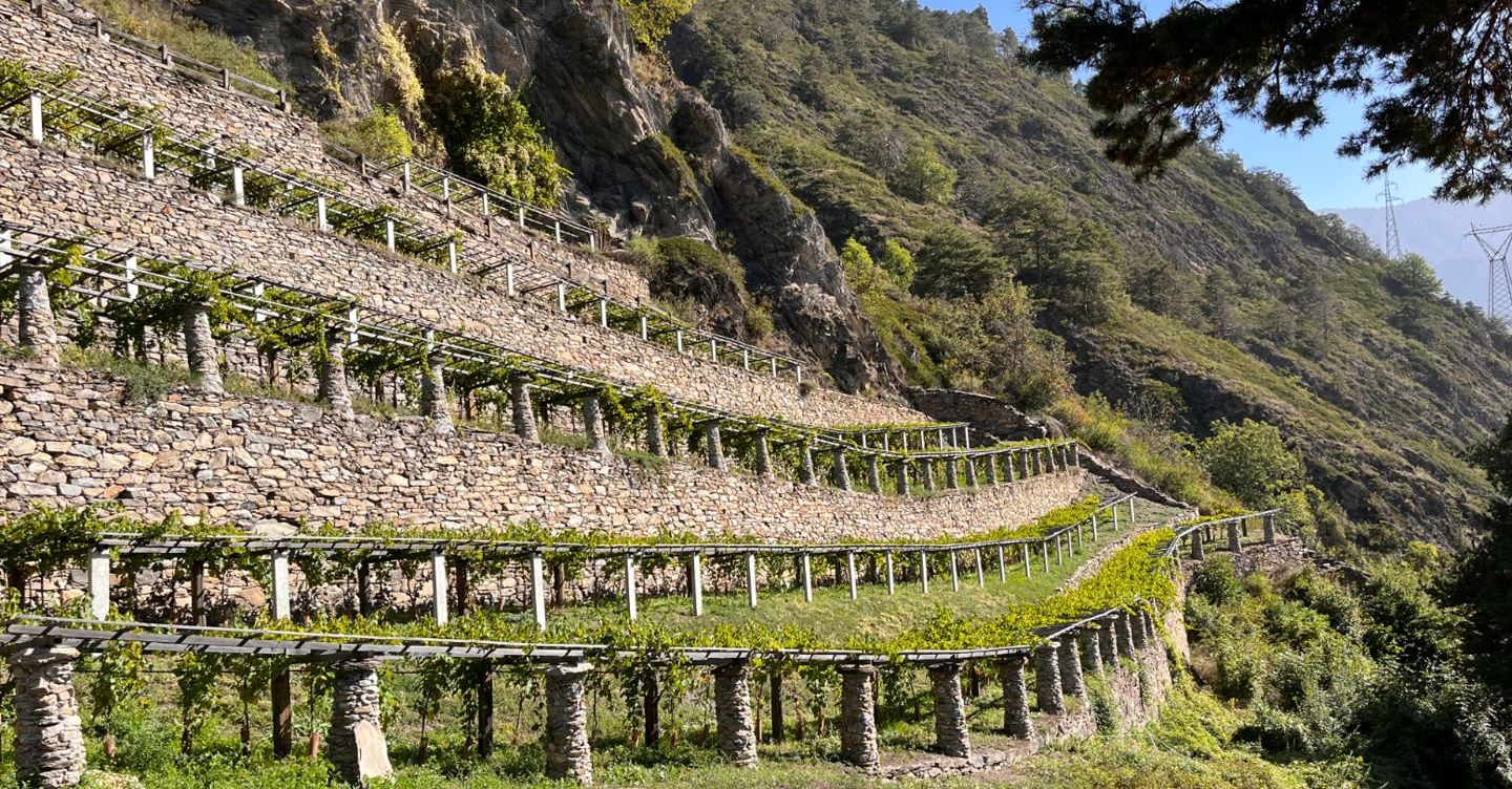 Valle d’Aosta, vendemmia 2026: qualità e produzione resistono al caldo record e alla siccità