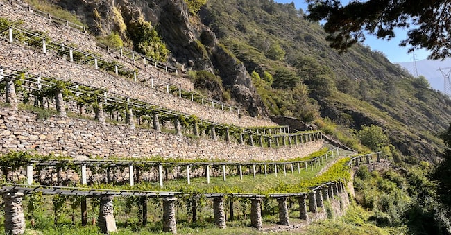 Tipici terrazzamenti della viticoltura eroica in Valle d’Aosta
