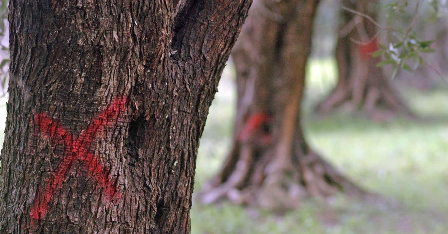 Xylella, bando da 30 milioni per il ripristino degli uliveti in Puglia
