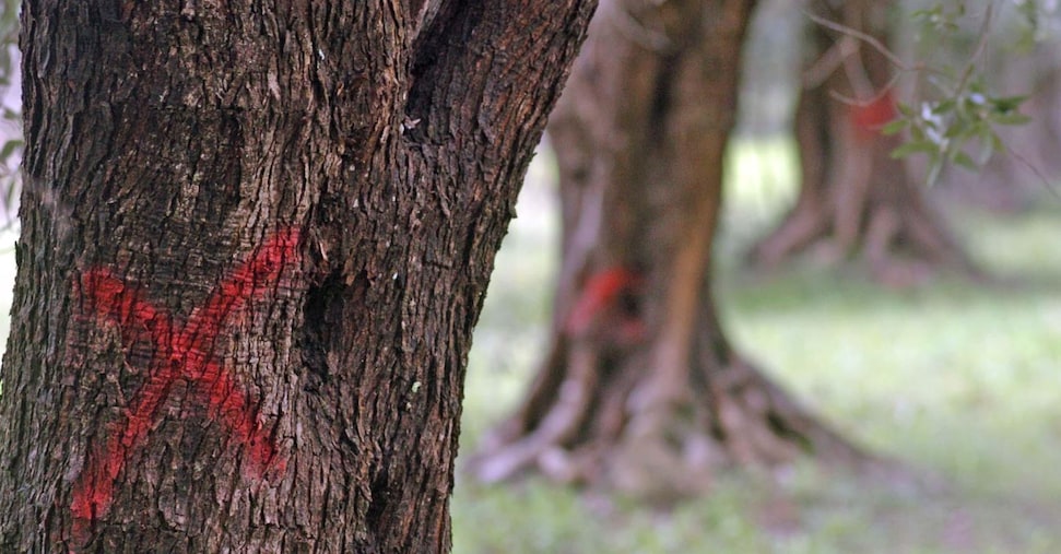 Xylella, bando da 30 milioni per il ripristino degli uliveti in Puglia Xylella, bando da 30 milioni per il ripristino degli uliveti in Puglia