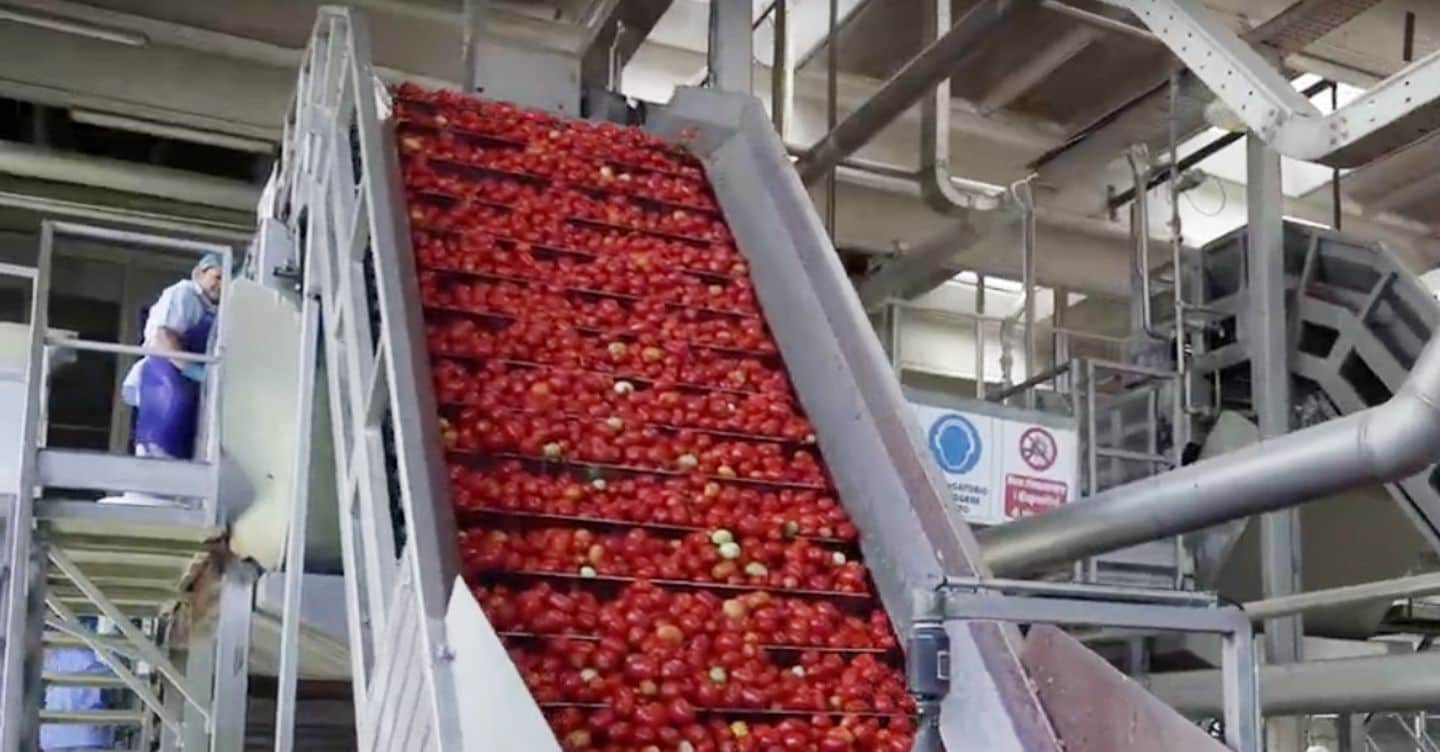 Pomodoro da industria in crescita, ma siccità e maltempo abbassano le rese al Nord Pomodoro da industria in crescita, ma siccità e maltempo abbassano le rese al Nord