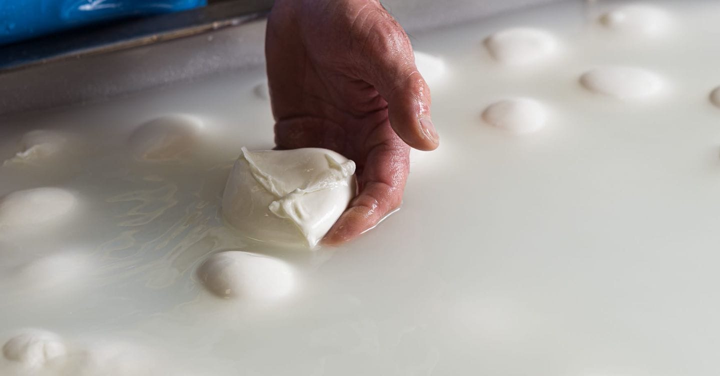 Più Mozzarella di Bufala Campana, ma viene prodotto troppo latte per le «non Dop»