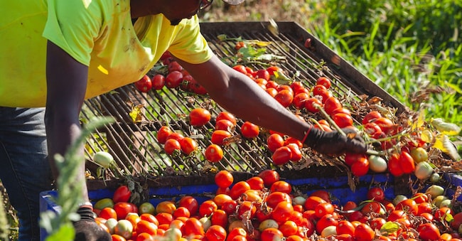 Raccolta di pomodori Imagoeconomica