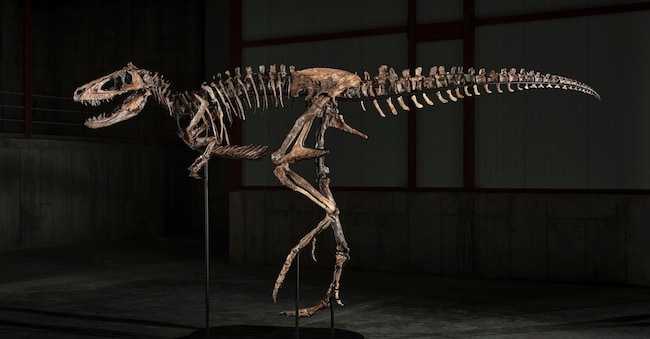 Jodi, scheletro montato di Nanotyrannus (circa 67 milioni di anni fa), Formazione di Hell Creek, Montana
