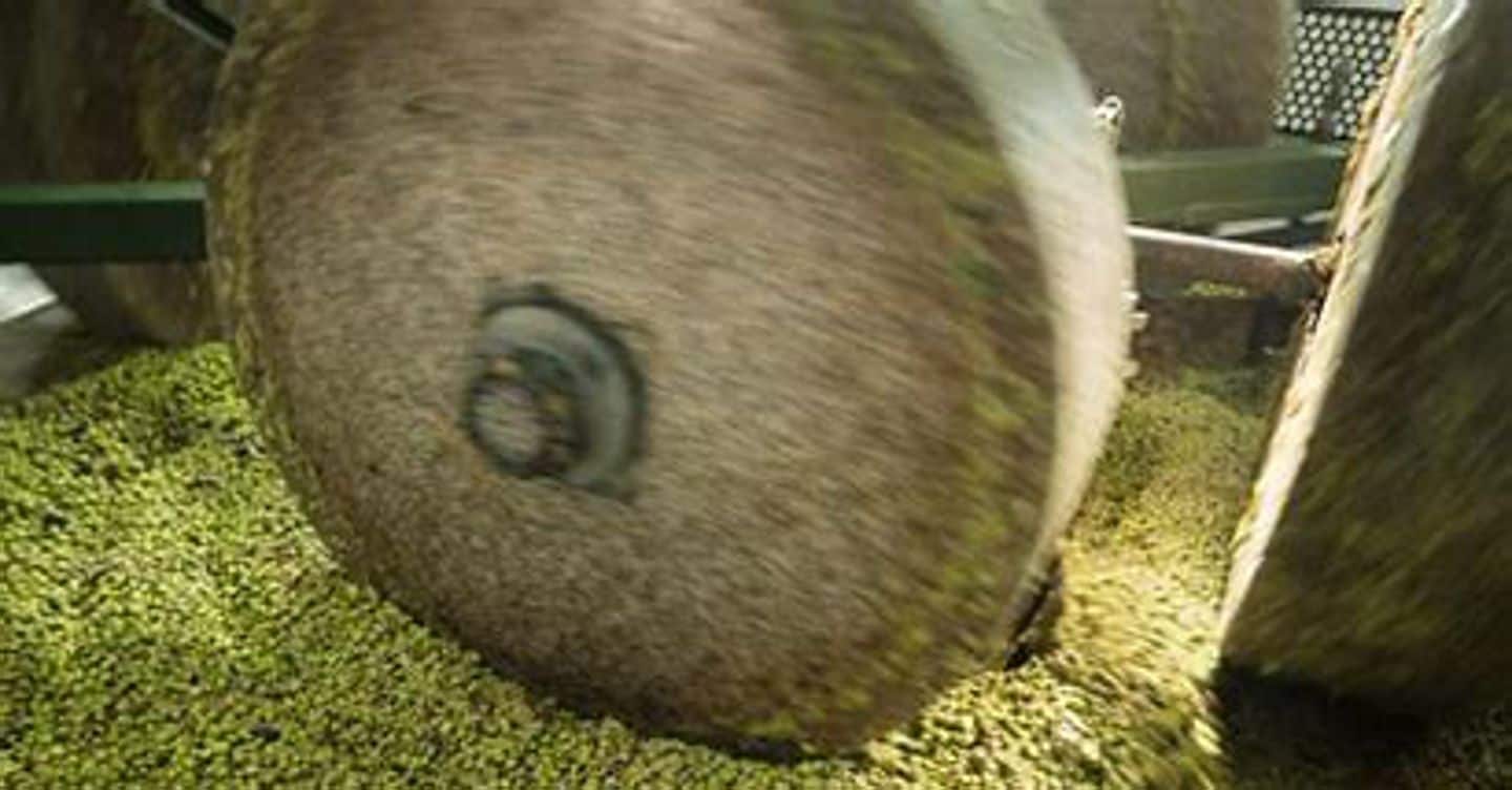 Olio, da Ismea altri 40 milioni di contributi per i frantoi