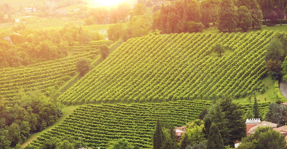 Prosegue la ritirata del vigneto californiano, nel 2026 persi altri 20mila ettari